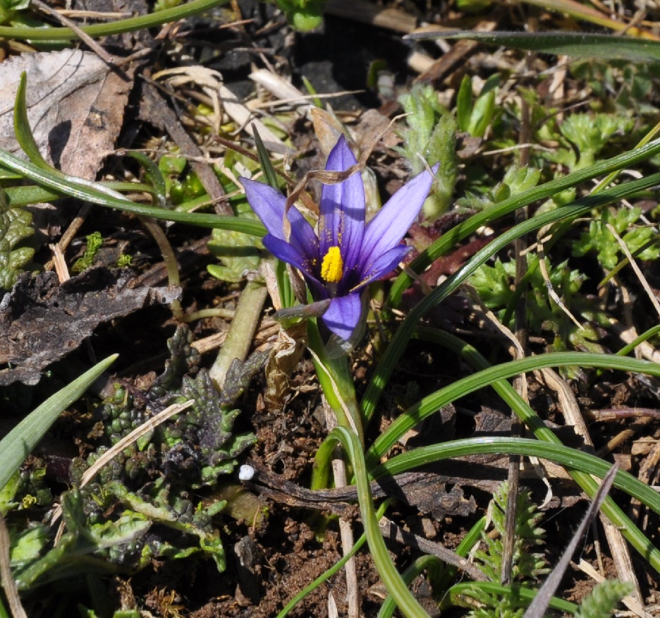 Изображение особи Romulea linaresii.