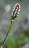 Image of taxon representative. Author is Евгений Пахомов