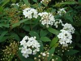 Spiraea cantoniensis. Верхушки побегов с соцветиями. Краснодарский край, г. Сочи, Центральный р-н, в культуре. 27.03.2016.