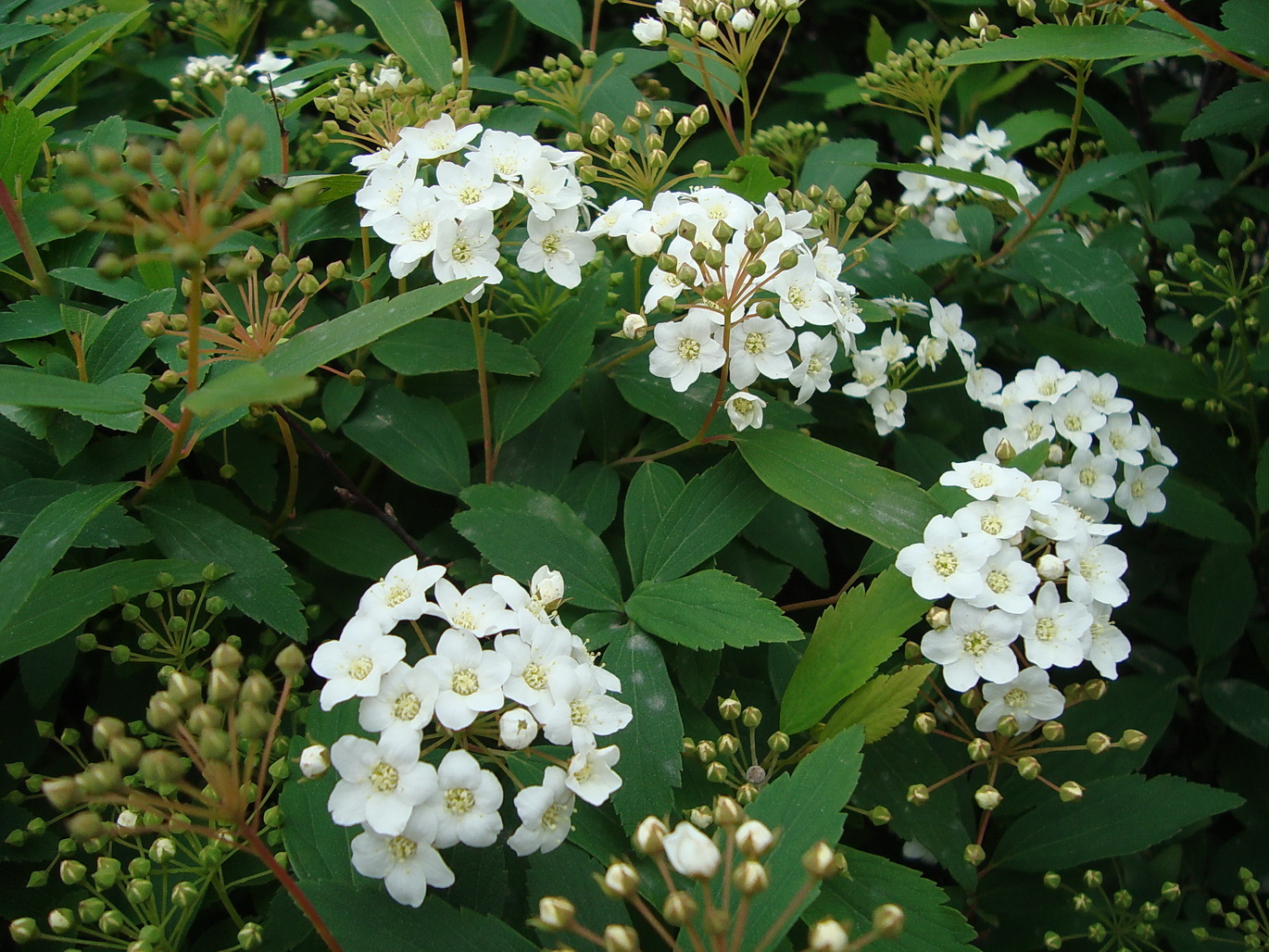 Изображение особи Spiraea cantoniensis.