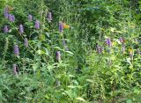 Agastache rugosa. Цветущие растения с питающимися перламутровками из рода Argynnis и белянкой. Приморский край, Шкотовский р-н, окр. с. Анисимовка, опушка смешанного леса. 16.08.2009.