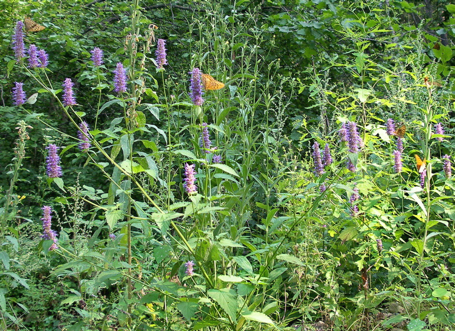 Изображение особи Agastache rugosa.