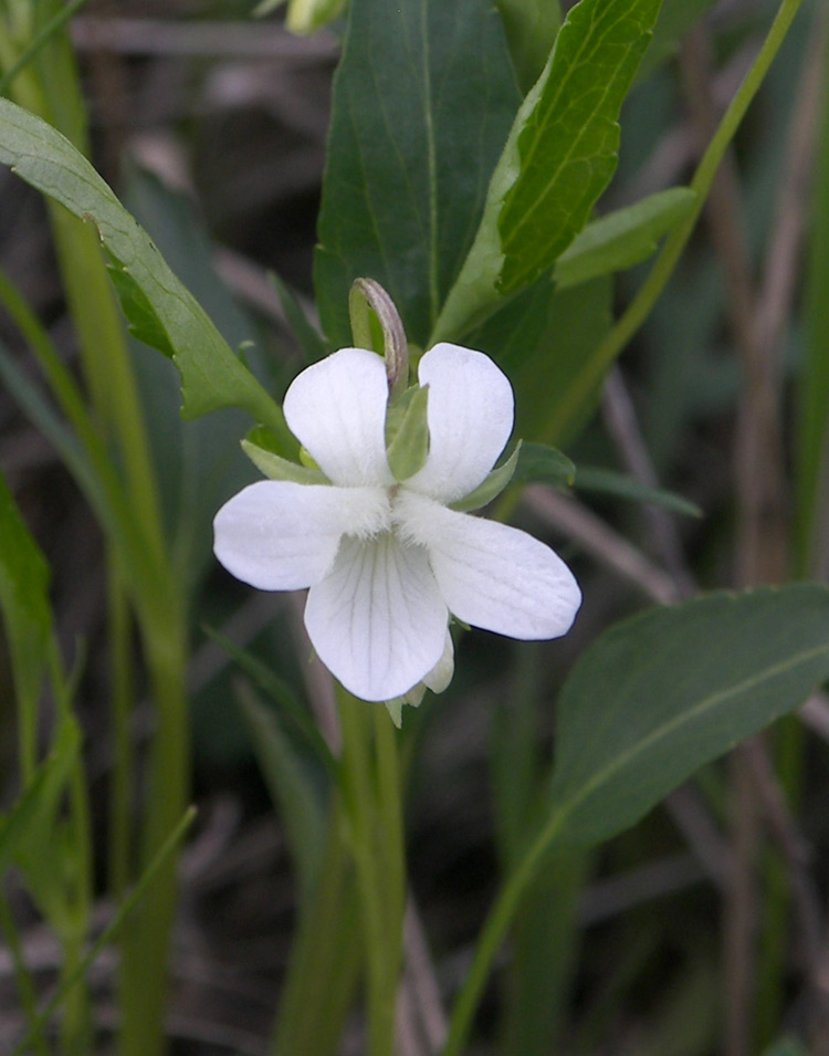 Изображение особи Viola accrescens.