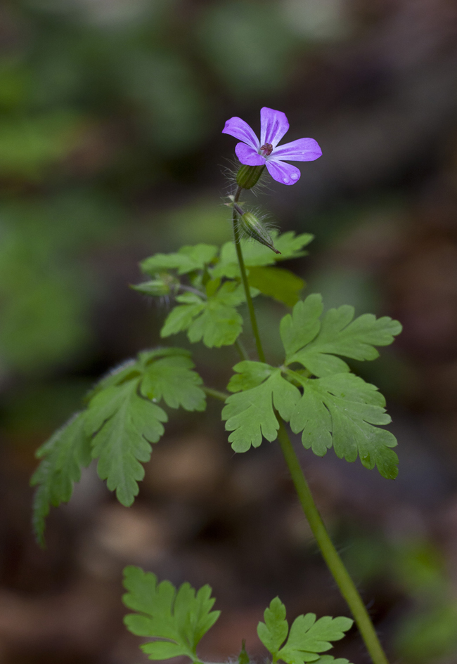 Изображение особи Geranium robertianum.