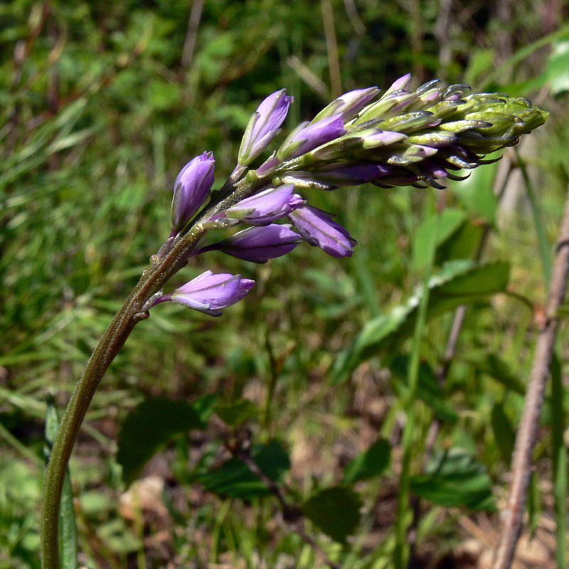 Изображение особи Polygala wolfgangiana.