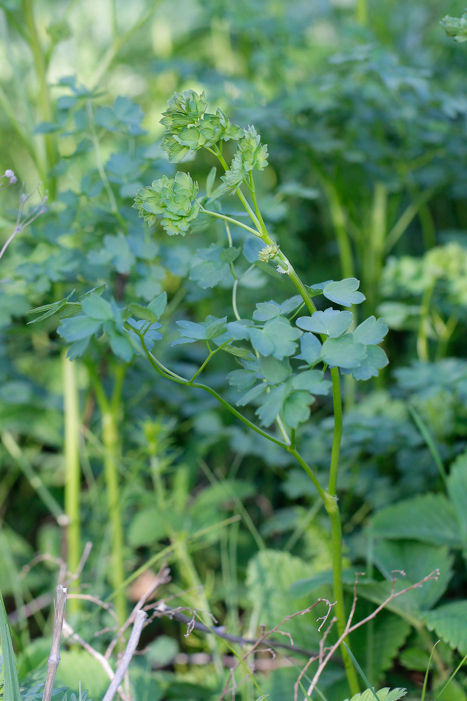 Image of Thalictrum minus specimen.