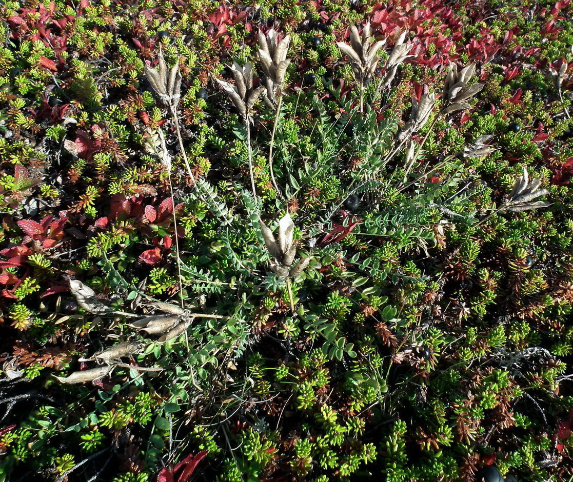 Изображение особи Oxytropis sordida.