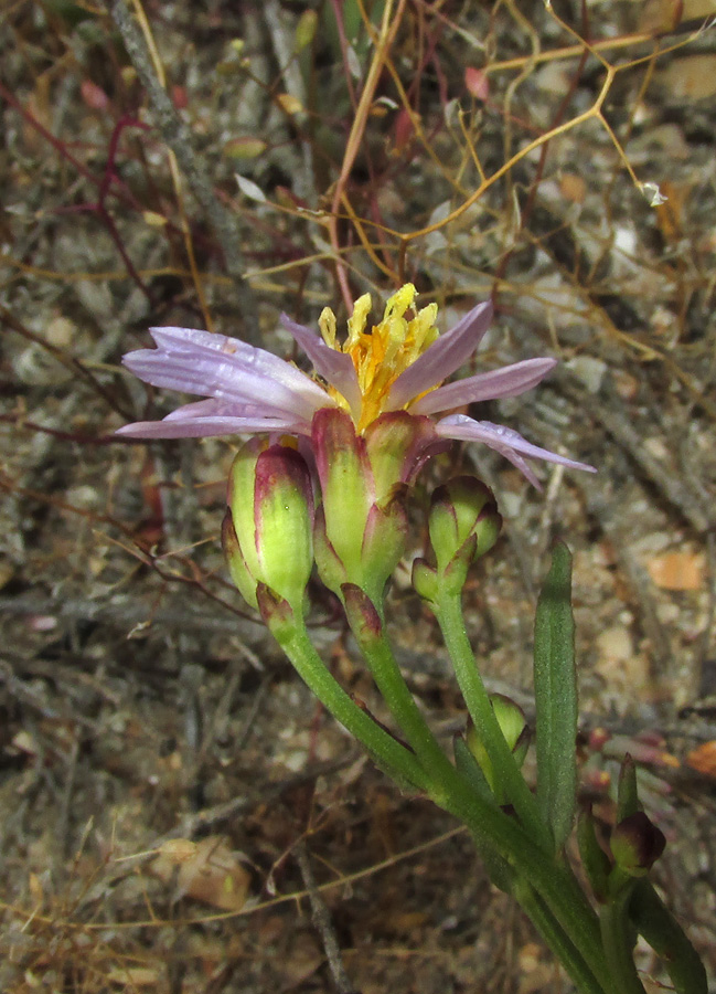 Image of Tripolium pannonicum specimen.