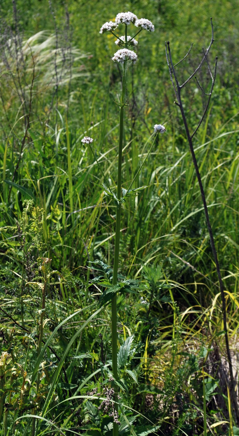 Изображение особи Valeriana rossica.