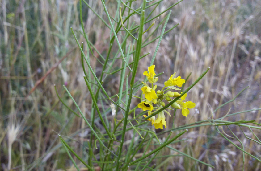 Image of Sisymbrium irio specimen.