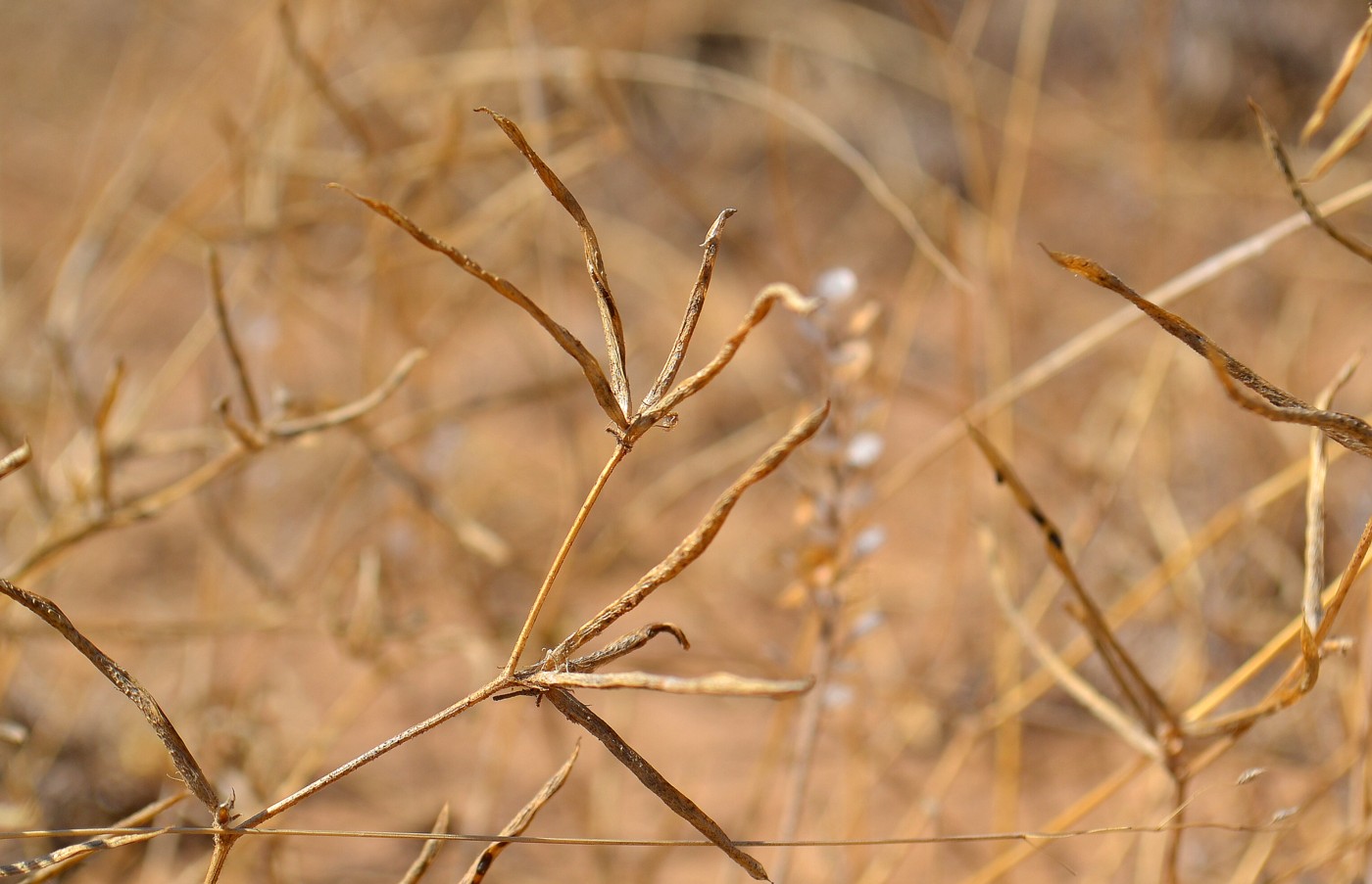 Изображение особи Trigonella striata.