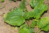 Plantago major