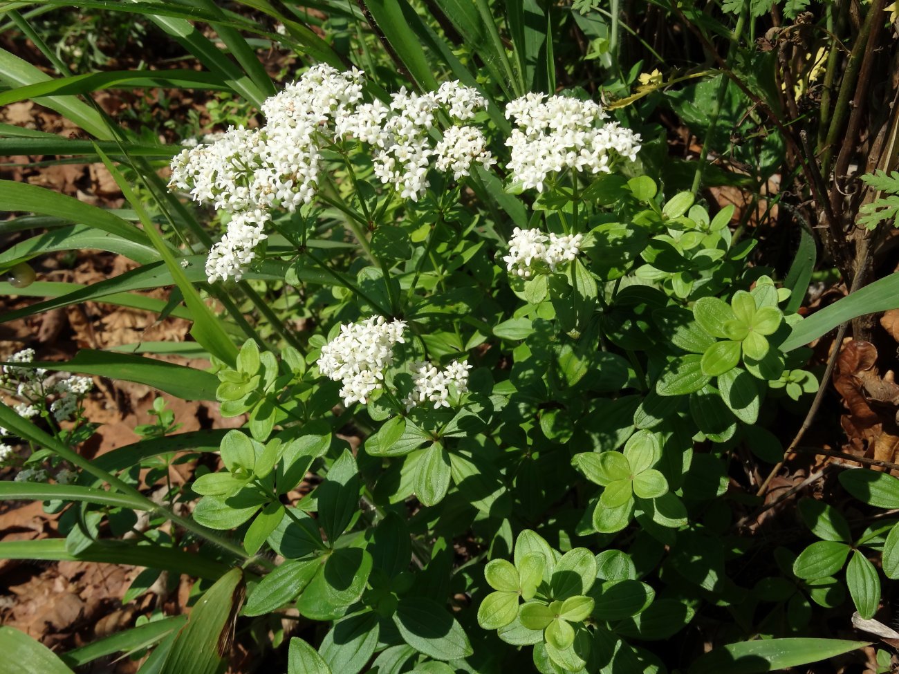 Изображение особи Galium platygalium.