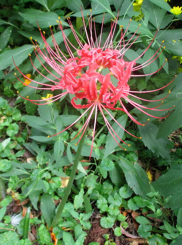 Изображение особи Lycoris aurea.