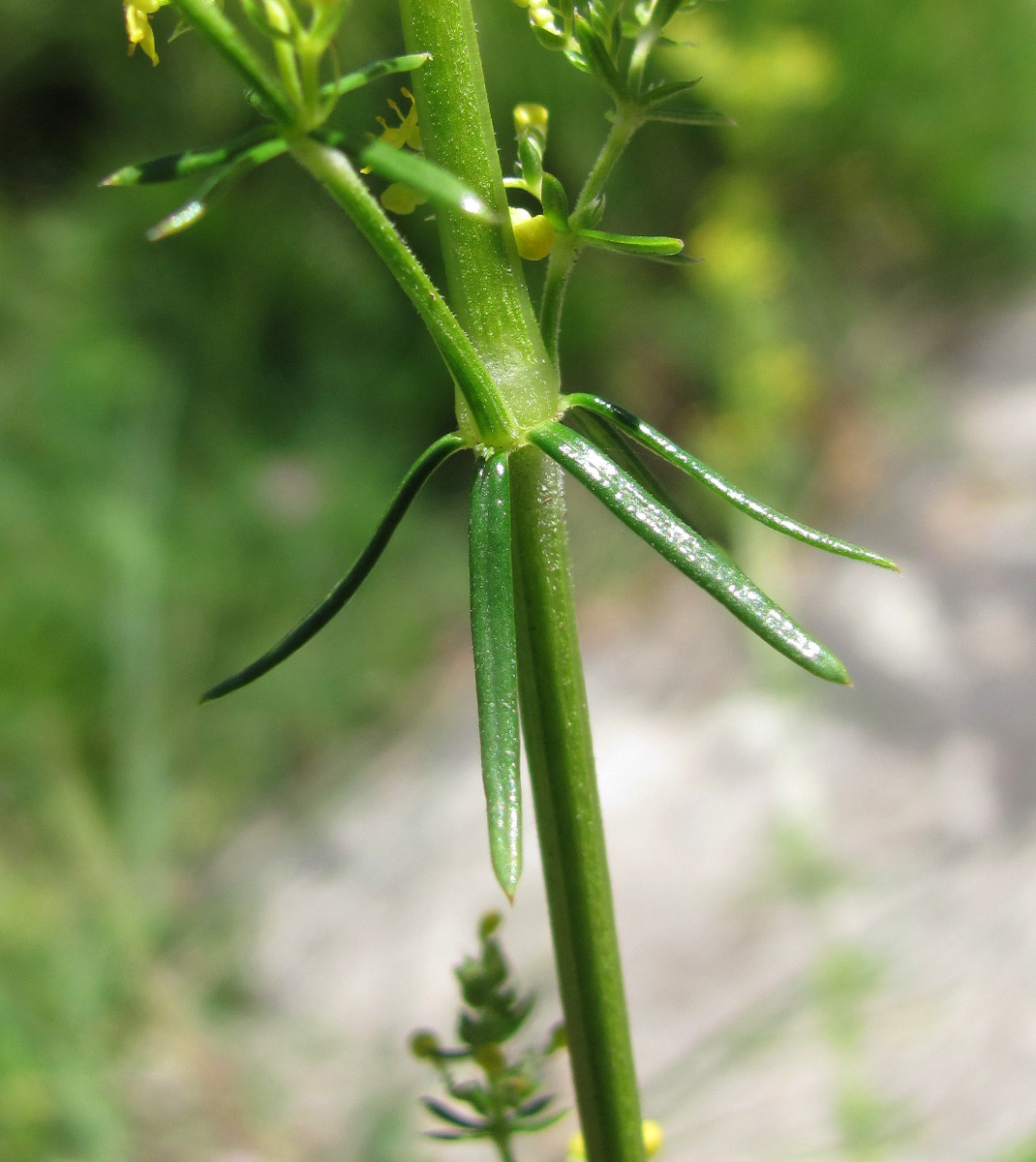 Изображение особи Galium verum.