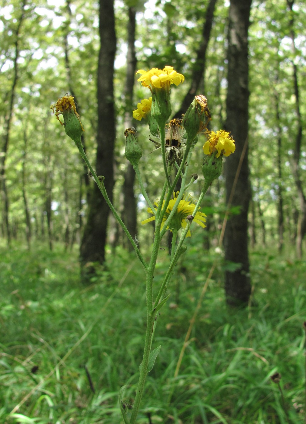 Изображение особи род Hieracium.