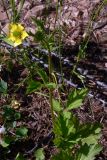 Geum aleppicum