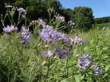 Aster tataricus