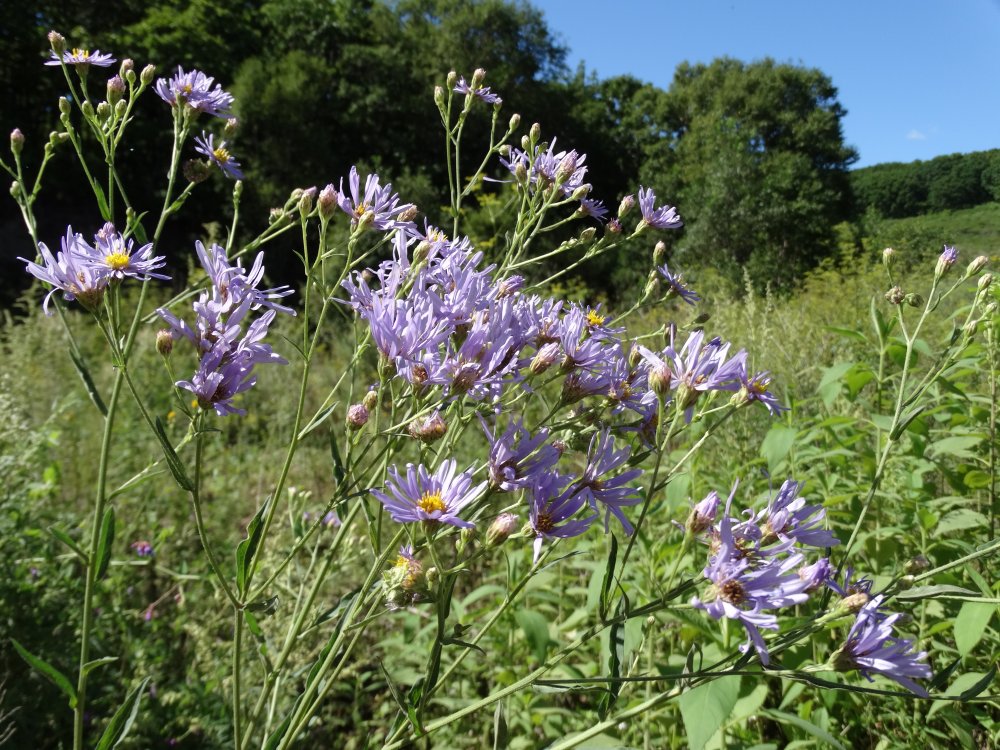 Image of Aster tataricus specimen.