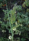 Echinochloa crus-galli