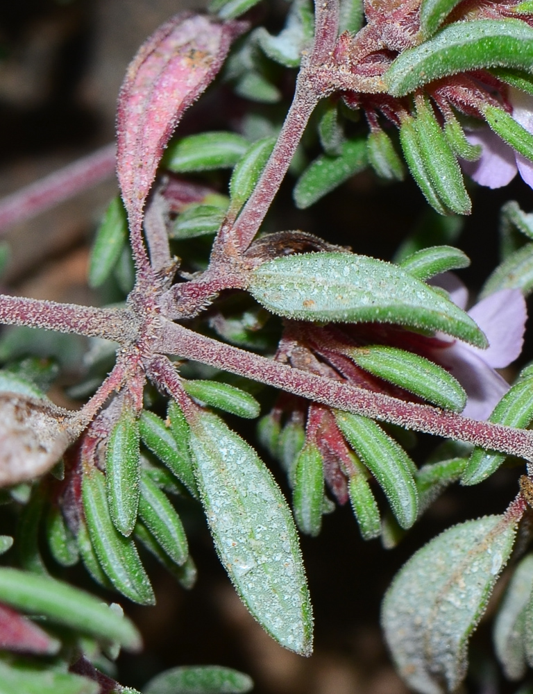 Image of genus Frankenia specimen.