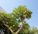 Citrus &times; paradisi