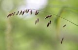 Melica turczaninowiana. Общее соцветие. Приморский край, окр. г. Находка, гора Американка, известняковые скалы под пологом леса. 19.06.2016.