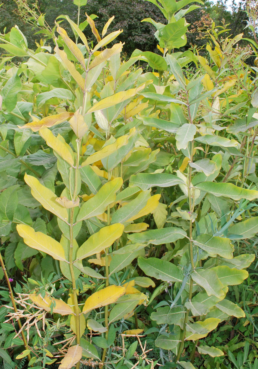 Image of Asclepias syriaca specimen.