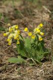 Primula macrocalyx