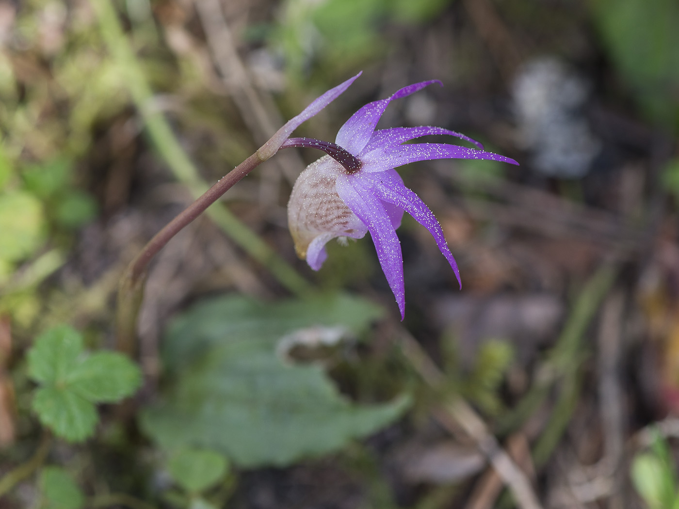 Image of Calypso bulbosa specimen.