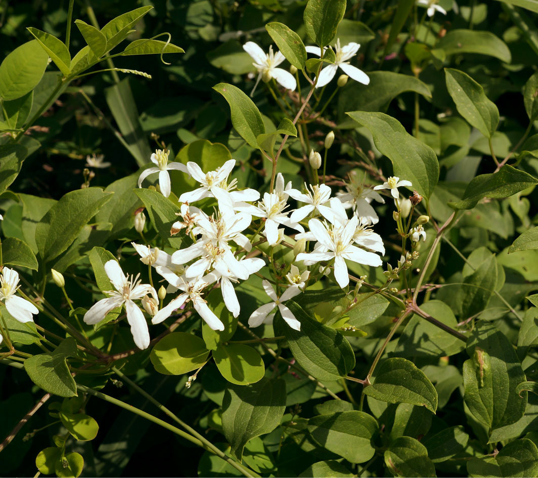 Image of Clematis mandshurica specimen.