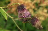 Cirsium weyrichii. Отцветающие соцветия с охотящимся пауком и кормящимися клопом и шмелём. Сахалинская обл., Томаринский р-н, окр. пос. Неводское, заброшенные коллективные сады. 17.08.2016.