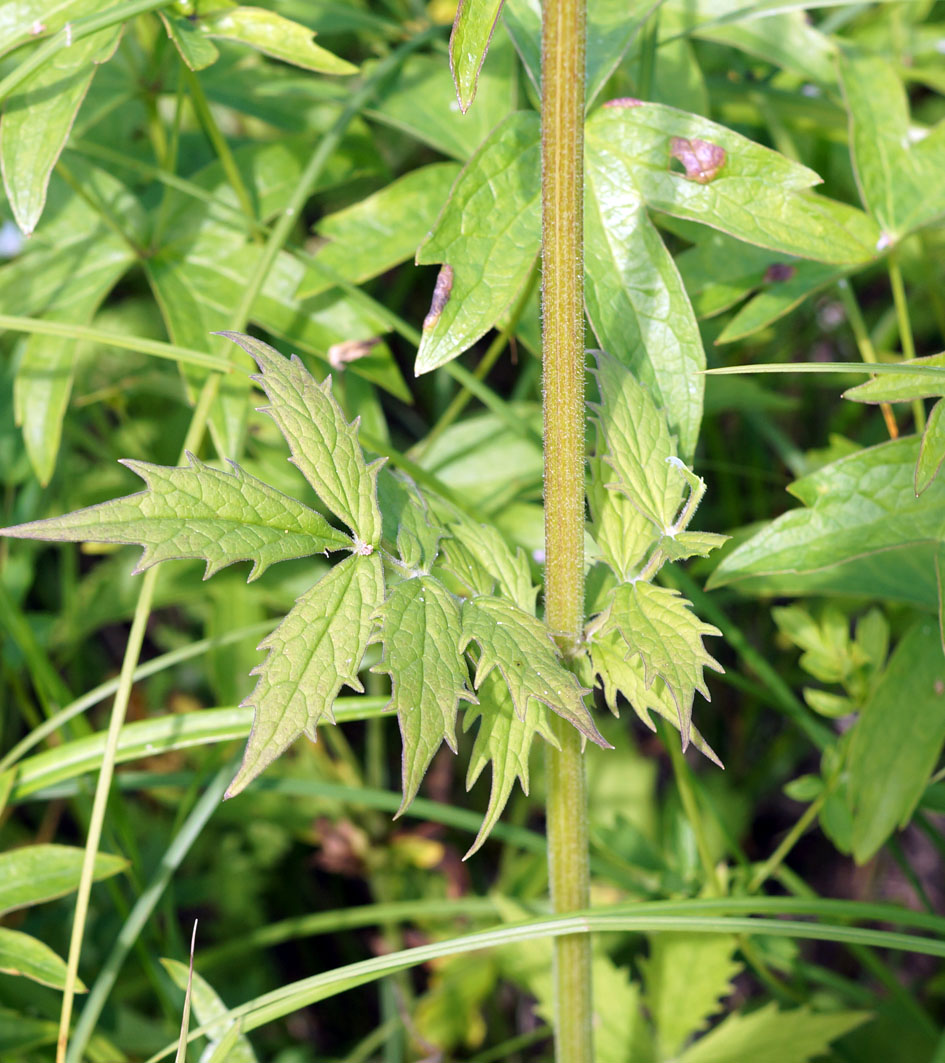 Изображение особи Valeriana alternifolia.