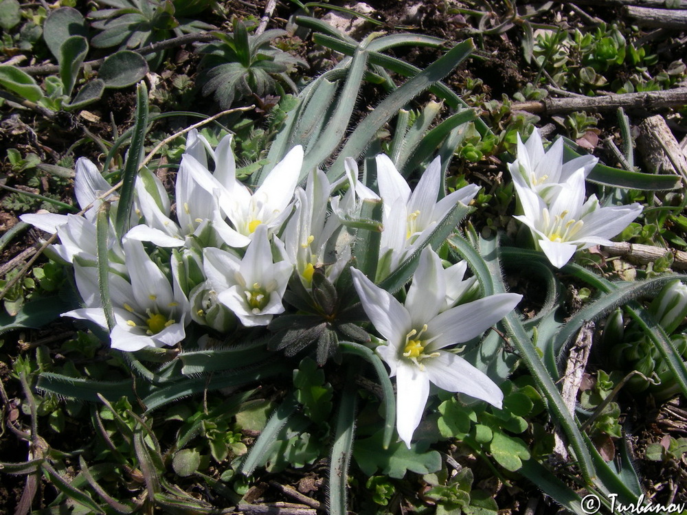 Image of Ornithogalum fimbriatum specimen.
