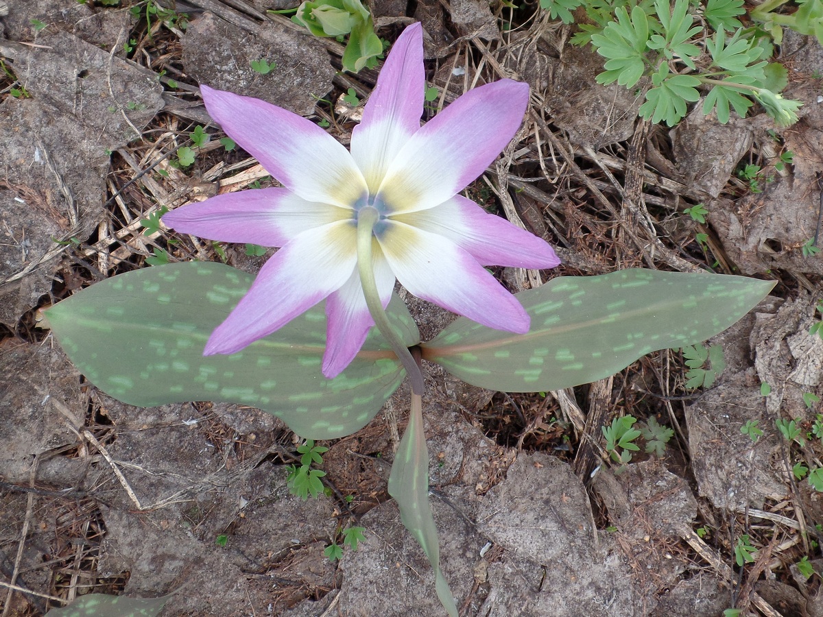 Изображение особи Erythronium sibiricum.