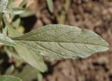 Amaranthus blitoides