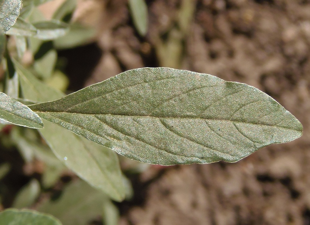 Image of Amaranthus blitoides specimen.