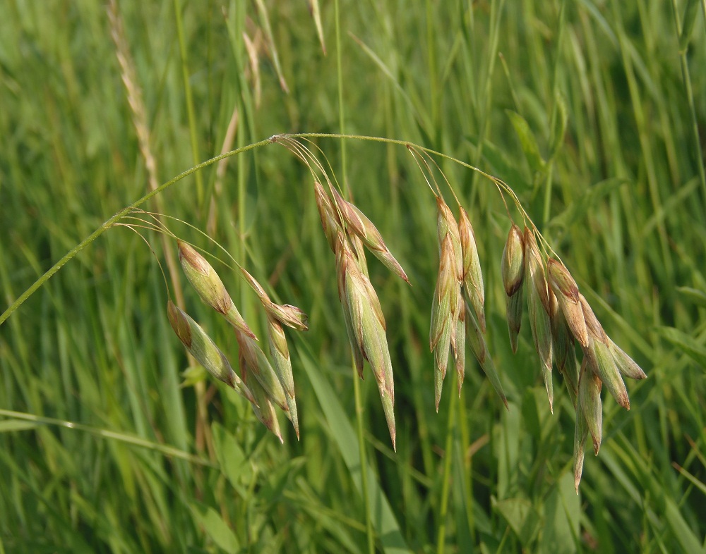 Изображение особи род Bromus.