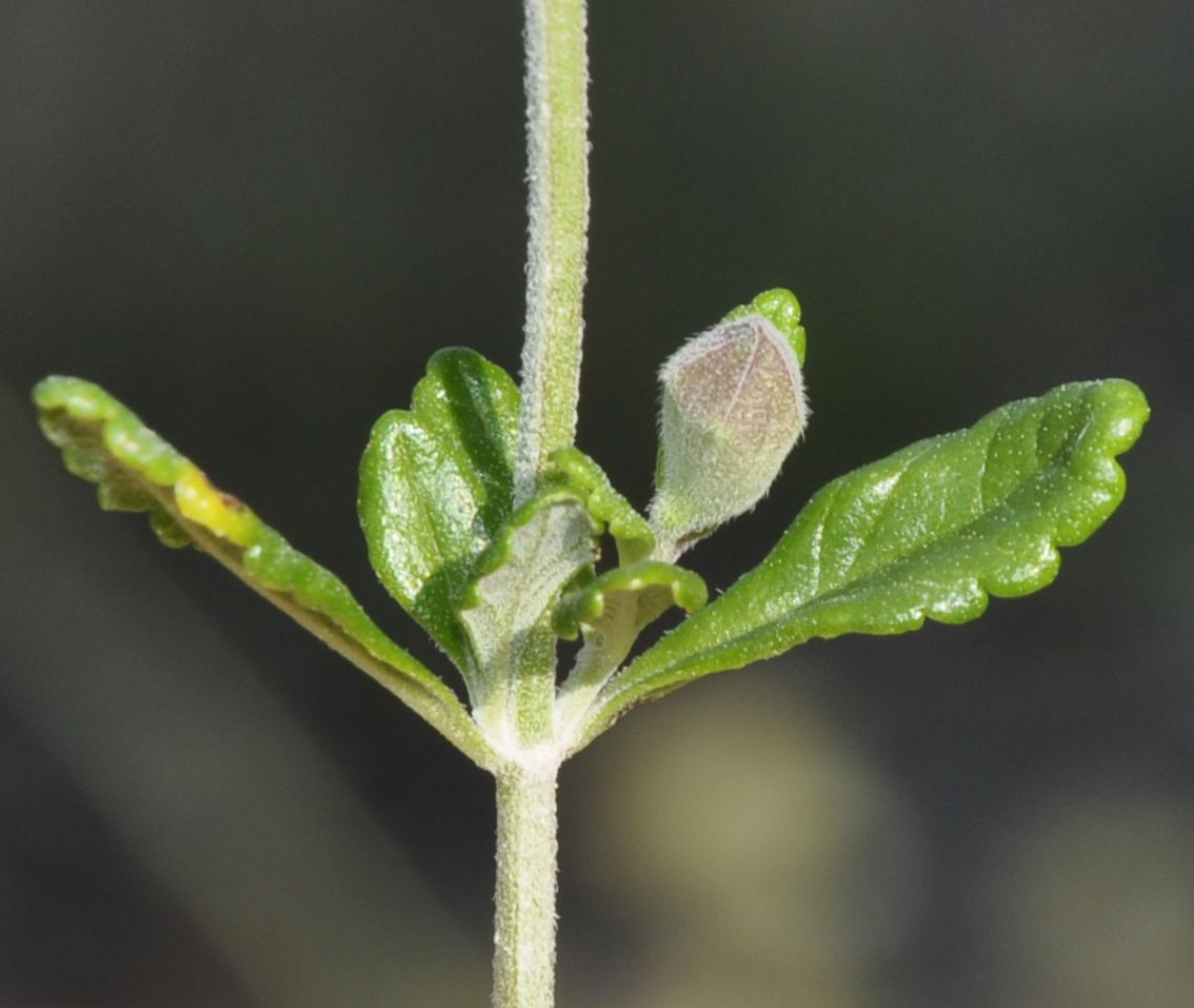 Изображение особи Teucrium divaricatum.