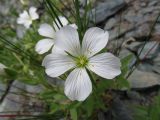 Cerastium lithospermifolium. Цветок. Республика Алтай, Усть-Коксинский р-н, природный парк \"Белуха\", Долина Семи Озер, каменистый берег озера у подножия ледника Ак-Оюк, выс. 2500 м н.у.м. 07.08.2016.