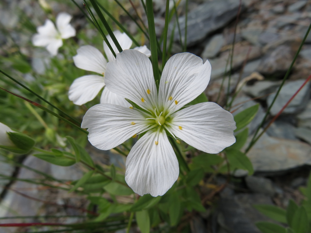 Image of Cerastium lithospermifolium specimen.