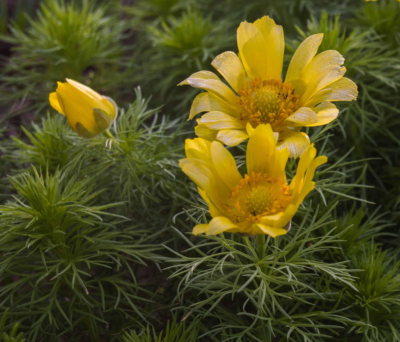 Изображение особи Adonis vernalis.