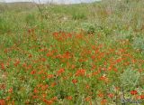 Adonis flammea