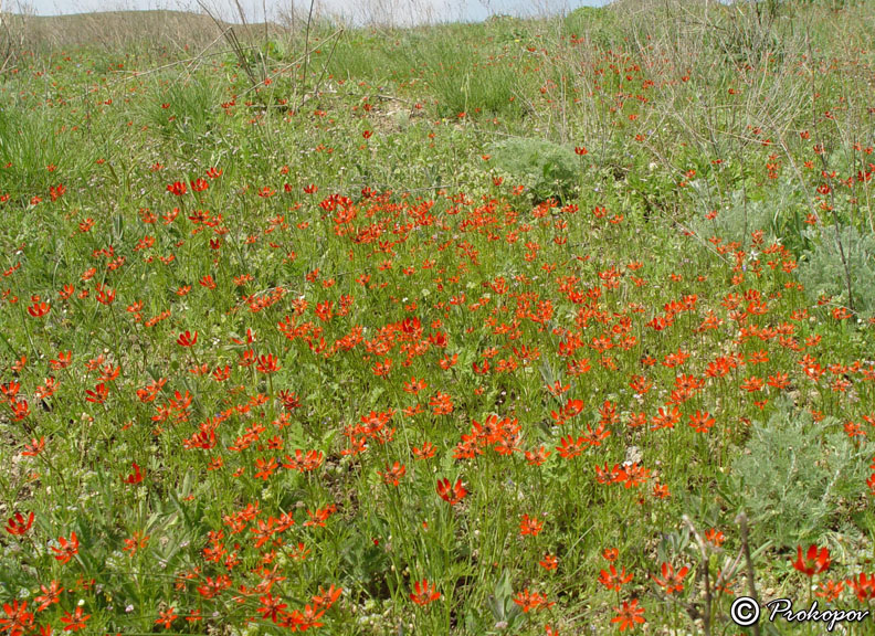 Image of Adonis flammea specimen.