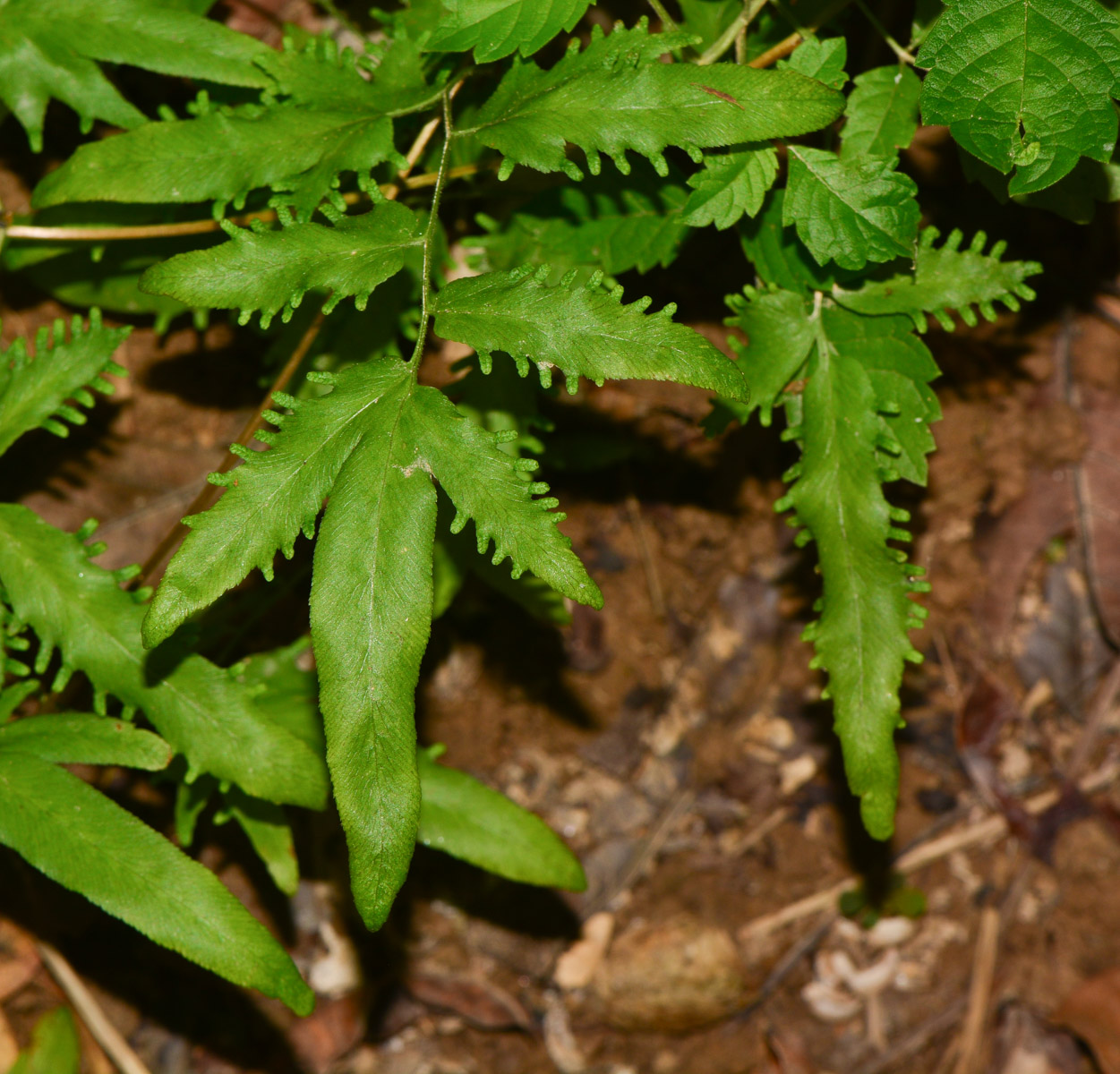 Image of Lygodium polystachyum specimen.