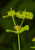 Euphorbia virgata. Часть соцветия. Молдова, Кишинев, Ботанический сад АН Молдовы. 19.05.2015.