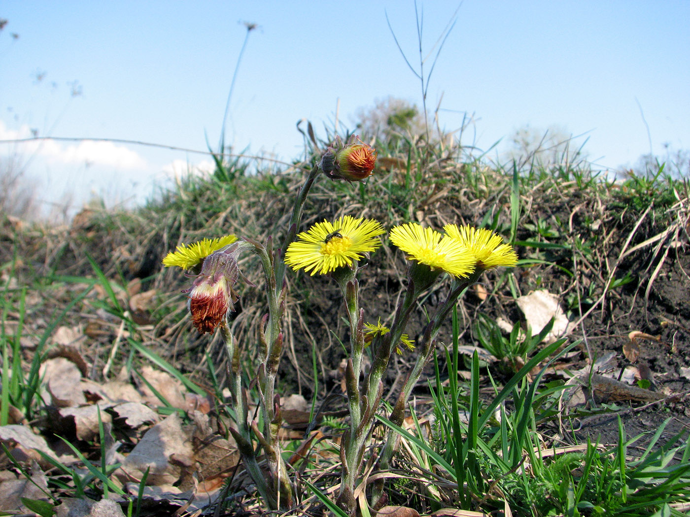 Изображение особи Tussilago farfara.