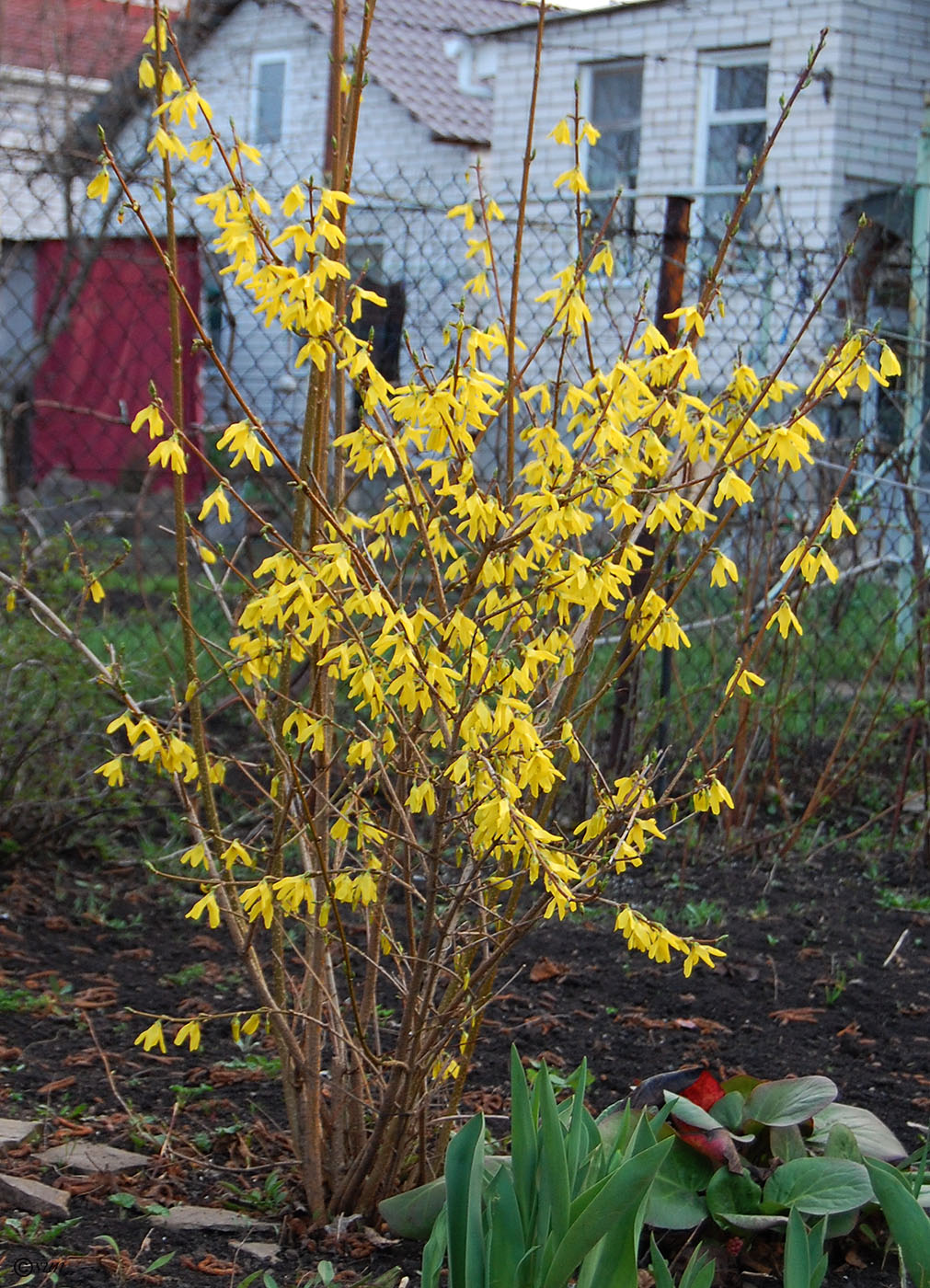 Изображение особи род Forsythia.