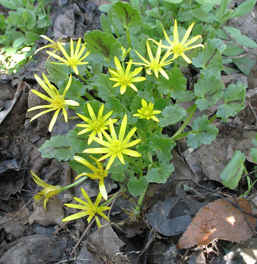 Изображение особи Ficaria ficarioides.