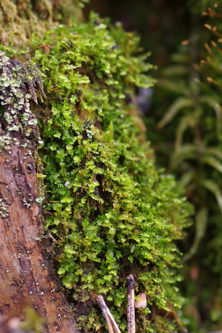 Изображение особи Tetraphis pellucida.